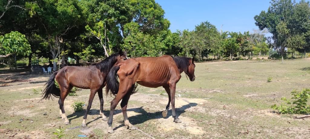 >Segundo as denúncias, alguns animais chegaram a morrer de fome – FOTO: Divulgação/PC-AM