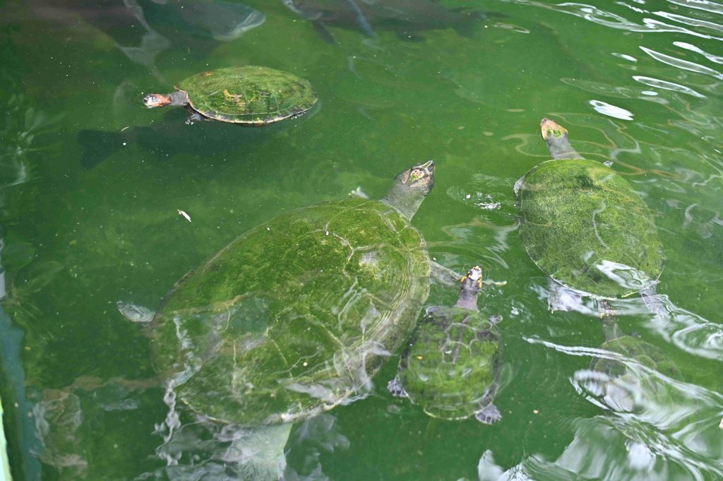 Foto: Reprodução/Agência Amazonas